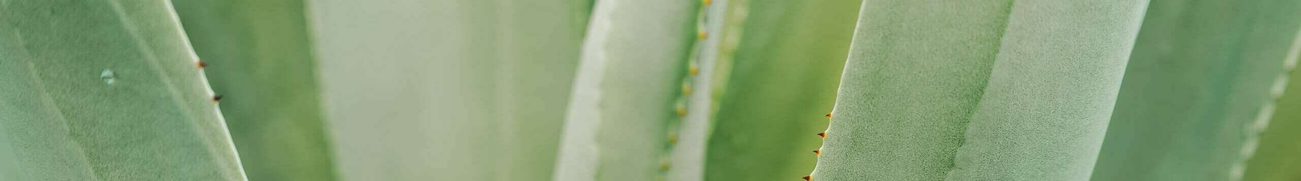 lacey-williams-iqbk5e3evrc-unsplash-scaled-e1648585607947.jpg